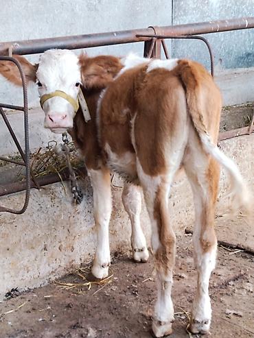 Продам с/х животных: Продаю | Корова (самка), Тёлка, Музоо, торпок | Монбельярд | Для разведения, Для молока | Племенные, Искусственник — 6