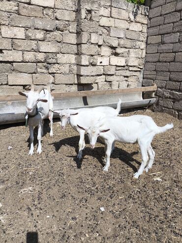 Qazlar: Dişi, il: 2, Südlük