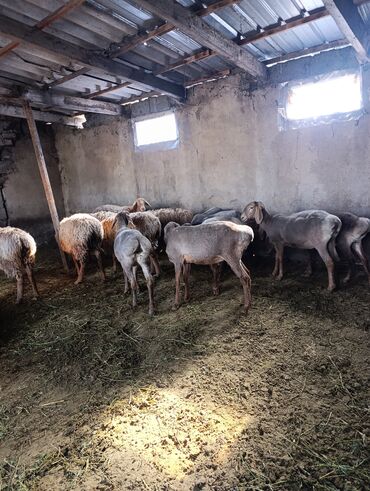 продажа домашних животных: Продаю | Овца (самка), Ягненок | Арашан | Матка, Ярка