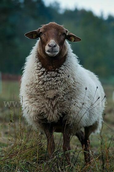 куплю пищевые отходы: Продаю | Баран (самец) | Романовская | Для разведения | Племенные