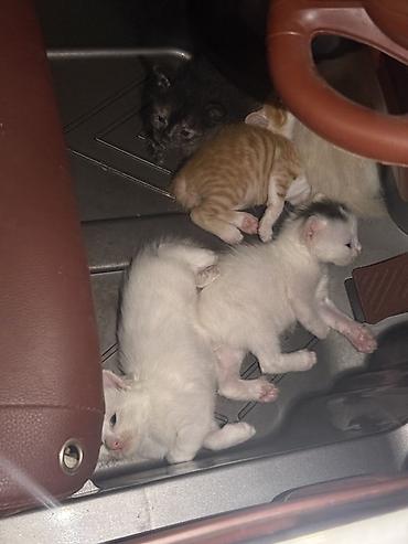 ağ pişikler: Sahiblenirler 5baladir ama Yaxsi baxa bilen pisiy incitmiyen yemey — 2