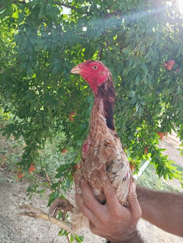 xoruz toyuq: Salam.super damazlıq fərədi təmmiz yapondu verdiyi bala cütə vurulduğu