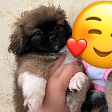 fironun iti: Pekines, 2 ay, Dişi, Peyvəndli, Ünvandan götürmə