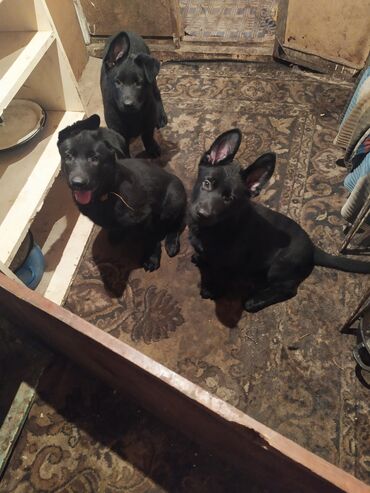 лысые собаки: Продаю щенка восточноевропейской овчарки Девочка,окрас черный,возраст