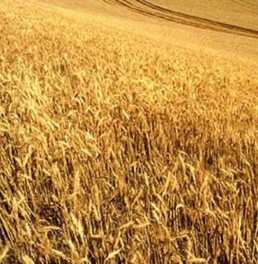 Torpaq sahələrinin satışı: Kənd təsərrüfatı -da lalafo.az — 7 Torpaq sahələrinin satışı: Kənd təsərrüfatı — 7