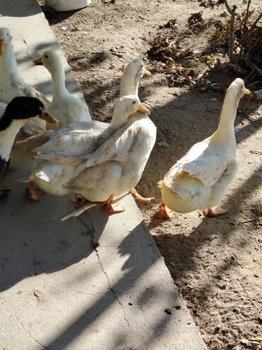 Digər quşlar: Sadəcə ağlar ördəkkər satılır 6 aylıqdır — 10