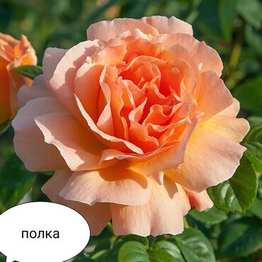 Şitillər: Məhsul: Bağ bitkiləri və meyvə fidanları seçimi - Hibiskus (Rose of — 39