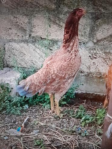 акун мука цена мешок: Məhsul: Ev toyuğu yumurtası Təsvir: - Həyət şəraitində bəslənən — 2