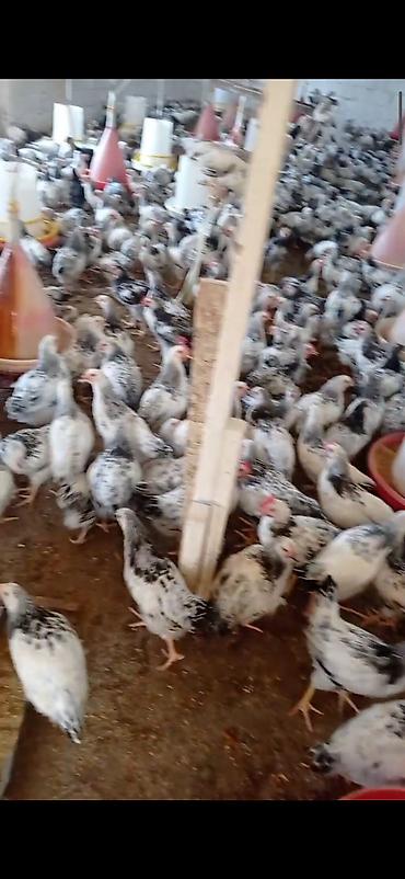 maltese qiymeti: Tam saglam colpalar damazlig 54 gunlukdu vaksinleri vurulub baytar — 1