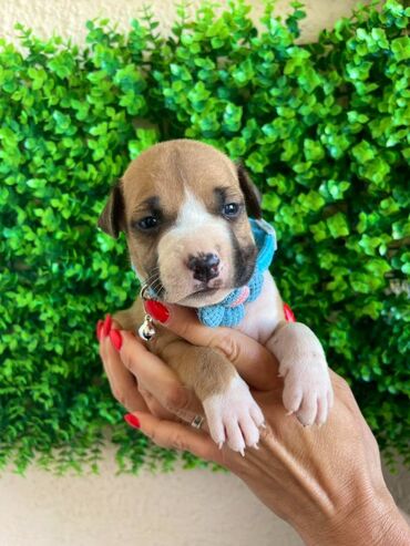 Psi: Registrovana odgajivacnica pasa "Happy Puppies" ima u ponudi prelepe — 8