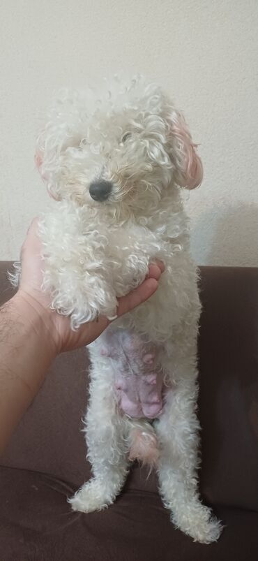 İtlər: Pudel, Dişi, Peyvəndli, Ödənişli çatdırılma — 10