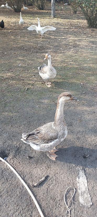 животные в добрые руки баку: Məhsul: Qaz sürüsü 4.5 kilo Təsvir: - Açıq sahədə otarılan, sağlam — 1