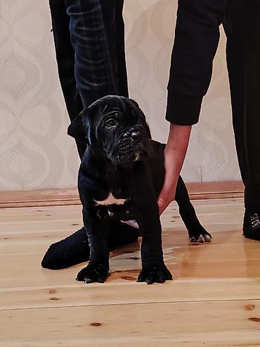 İtlər: Kane-Korso, 1 ay, Sənədli, Ünvandan götürmə, Pulsuz çatdırılma, Rayonlara çatdırılma — 5