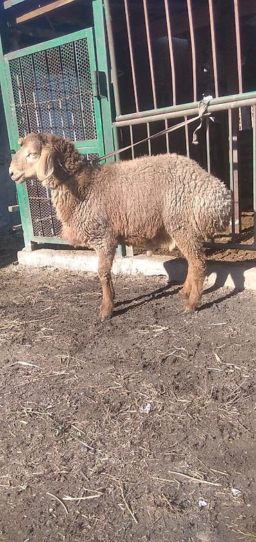 Баран, овца: Продаю | Баран (самец) | Для разведения | Племенные — 3