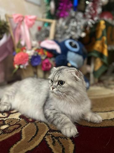 Pişiklər: Şotland — 5