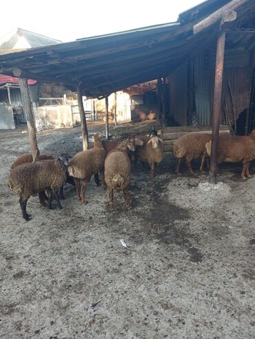 Digər kənd təsərrüfatı heyvanları: 3 aylığ südəmər quzular satılır! Diri çəkisi 10 manatdı,tək tək — 8