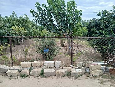 kohne baki: 17 sot, Kənd təsərrüfatı, Kupça (Çıxarış) — 6