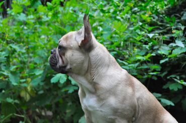 Вязка собак: Французский бульдог для вязки. Выставочный мальчик, привозной, даёт — 6