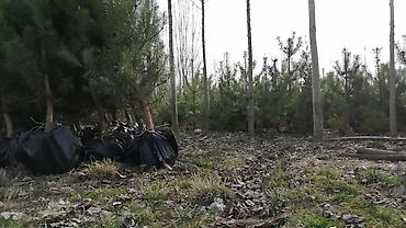 Декоративные деревья: Саженцы деревьев: Сосны — 5