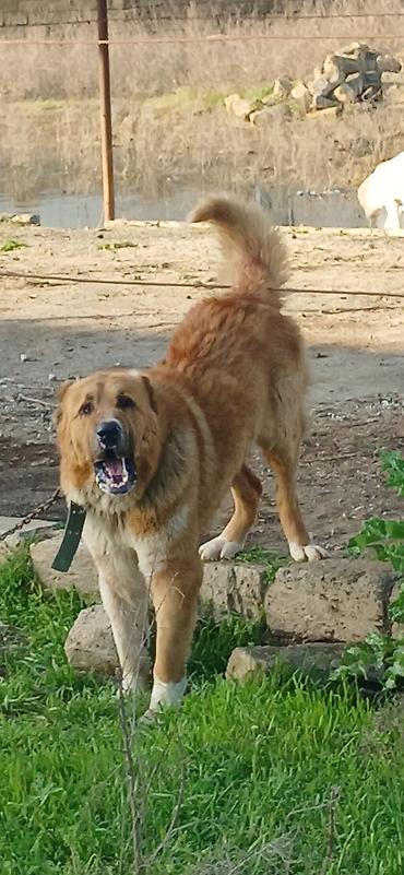 İtlər: Qurdbasar, 2 il, Erkek, Peyvəndli — 8