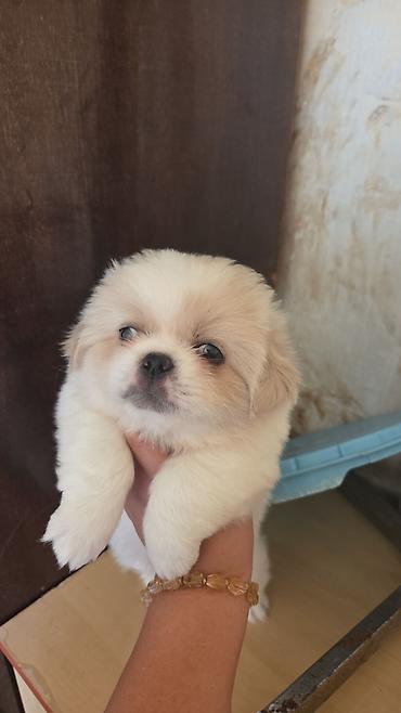 Pekines — 3