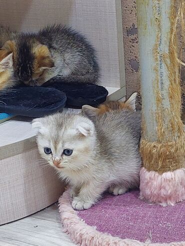 Pişiklər: Şotland, Erkək, Dişi, Yaxşı əllərə, Ünvandan götürmə — 6