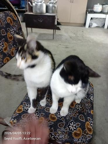 Pişiklər: Yaxşı əllərə — 3