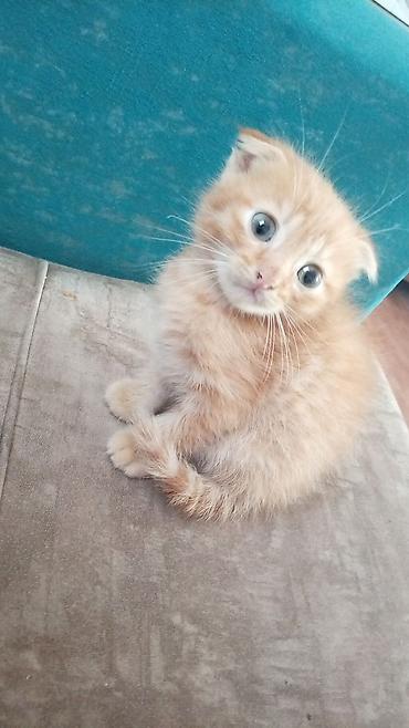 Кошки: Американская короткошерстная, Самец, В добрые руки, Самовывоз — 1