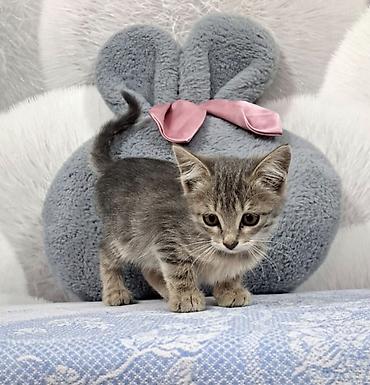 кошка домашный: Кошка даром: Беспородная, 3 месяца, Мальчик — 2