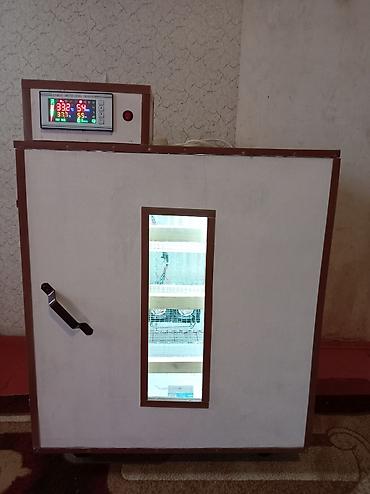 1c program yukle: İnkubator 500 yumurtalıq tam afdamat isdeyeyir unvan Neftçala rayonu — 1
