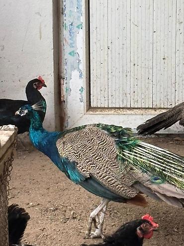 Павлины: Məhsul: Tovus quşları (pavlinlər) – erkək və dişi cütlük 15 EDED — 2