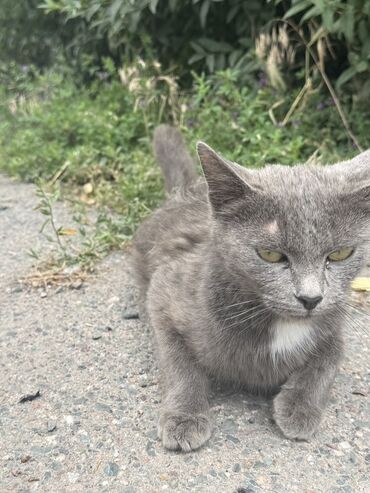 котята рэгдолл: Симпатичный котёнок серого окраса с небольшим белым пятном на груди. У
