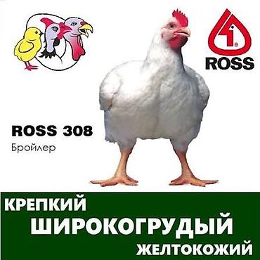 корм сухой: Продаю | Куры | РОСС 308 | На забой — 2