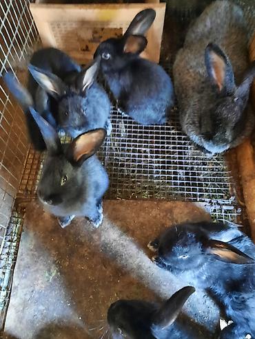 Кролики: Продаю | Крольчата | Племенные — 6