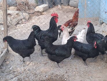 Xoruzlar: Toyuq, Australorp, Yumurtalıq