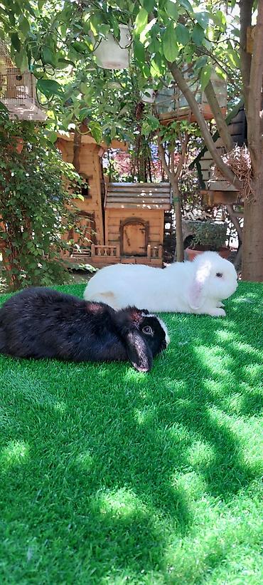 angora pişik: Angora tipli dekorativ dovşanlar - Uzun, yumşaq və tüklü yun örtüyü — 8