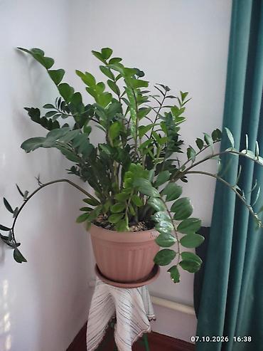 Фикусы: Комнатные растения в горшках: 1) Фикус Бенджамина (Ficus benjamina) - — 6