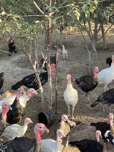 Mal-qara: 4 aylığ hinduşkadı erkəklər 3kq yarım 3kq dır dişilərdə 2kq 2kq yarım