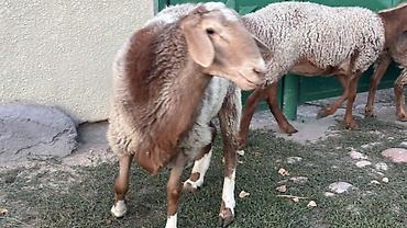 собака для вязки: Продаю | Овца (самка), Ягненок, Баран (самец) — 3