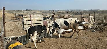 Inəklər, öküzlər: Satılır: inək və buzovlar salam hər vaxtı xeyir olsun bu şəkildə — 8