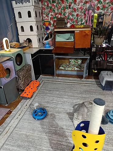 Другие услуги: Здравствуйте 🌿 Зоогостиница «Мурляндия» принимает только домашних — 9