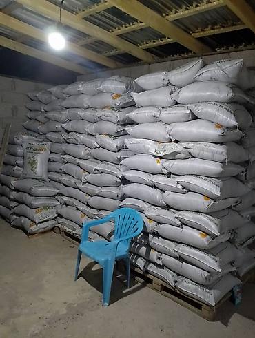 Другие виды семян и саженцев: 🌿Эспорцет үрөн урук 115 🌿Сатылат 🌿Дүң жана чекене 🌿Текшерүүдөн — 1