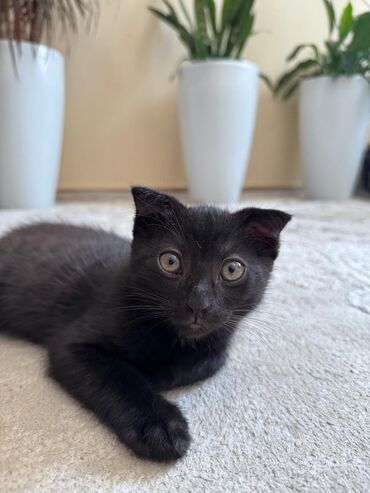британские короткошерстные котята: Британская короткошёрстная, 2 месяца, Девочка, Приучена к лотку