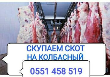 купить корову бишкек в Кыргызстан: Скупаем в колбасный цех: коров лошадей бычков тёлок и вынужденный