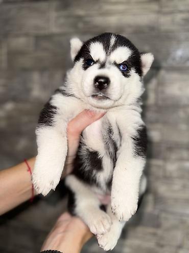 Продажа собак: Хаски, 1 месяц, Самка, С прививкой, С родословной at lalafo.kg — 11 Продажа собак: Хаски, 1 месяц, Самка, С прививкой, С родословной — 11