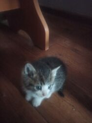 котик вислоухий купить: Породасыз, 1 айлык, Ургаачы, Биколор, Лотокко барууга үйрөтүлгөн