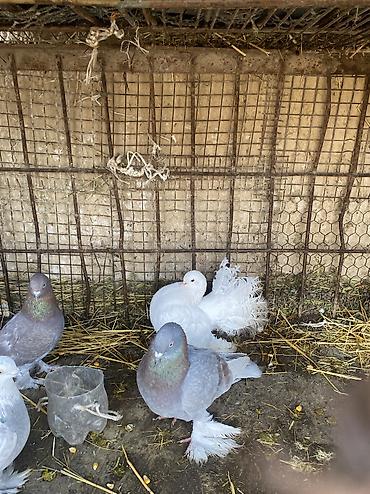 Другое мясо птицы: Домашние голуби декоративных пород. Особенности: - Пушистые оперённые — 8