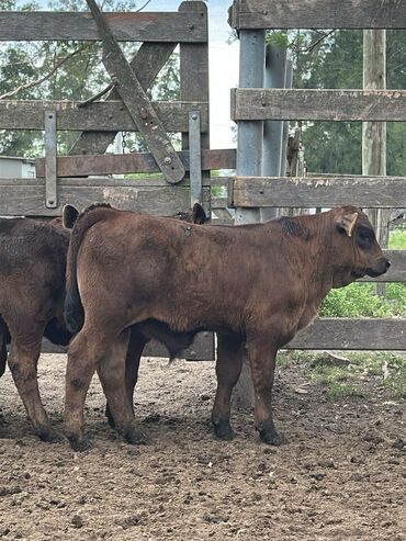 Dana, buzov: Məhsul: Qara və tünd qəhvəyi rəngli buzovlar (ətlik tip) Təsvir: - — 14