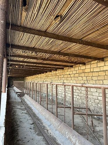 Torpaq sahələrinin satışı: 32 sot, Kənd təsərrüfatı, Barter mümkündür, Kupça (Çıxarış) — 8