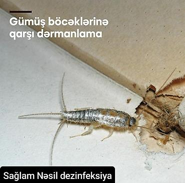 Dezinfeksiya, dezinseksiya: Dezinfeksiya, dezinseksiya | Tarakanlar, Ağacları çiləmə, Taxtabiti | Ofislər, Mənzillər, Evlər — 7
